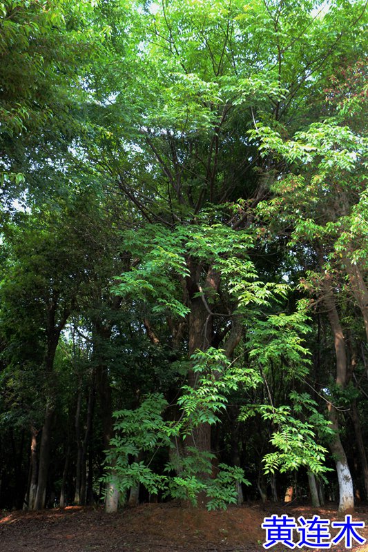 20黄连木.jpg
