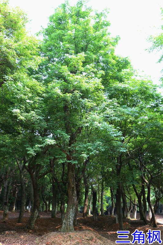 14三角枫.jpg