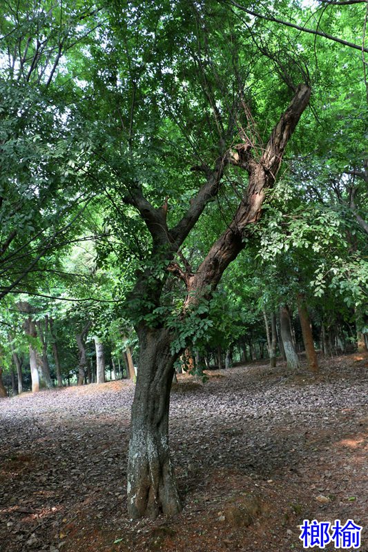 10榔榆.jpg