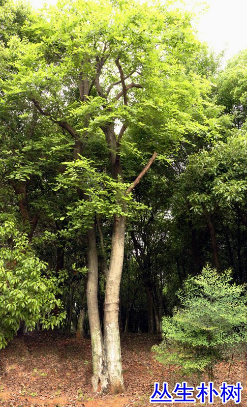 6丛生朴树.jpg