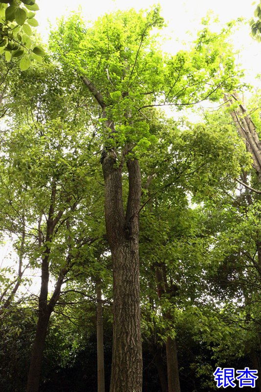 16银杏.jpg